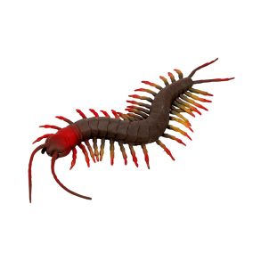 Skolopender - L: 23 cm