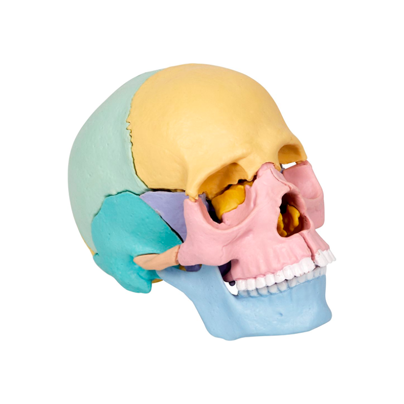 Samlest - Kranium, 17 dele