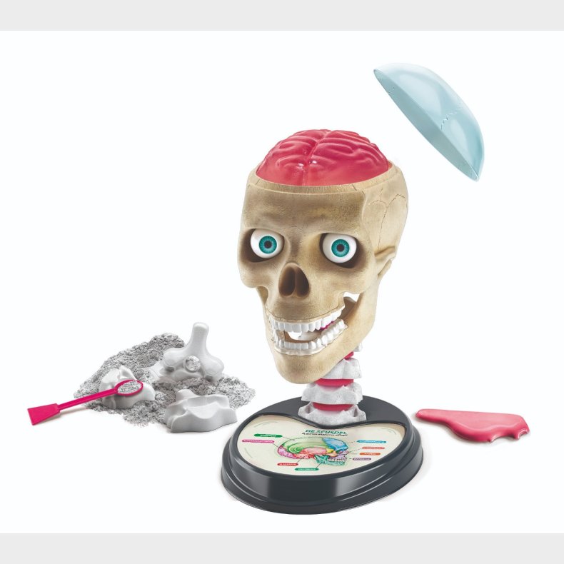 Clementoni | Skr med anatomi