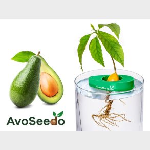 AvoSeedo - dyrk avokado