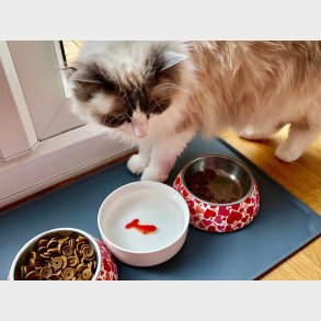 Vandsk�l med Guldfisk til Kat