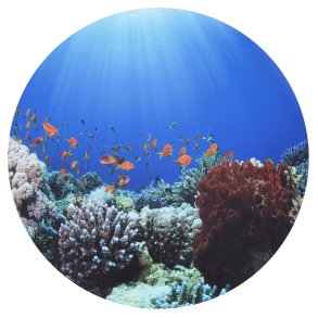 tickit | St scenen 62,5 cm - Under havet