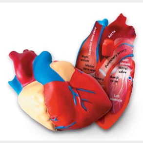 Learning Resources | Anatomi tvrsnit - Hjerte