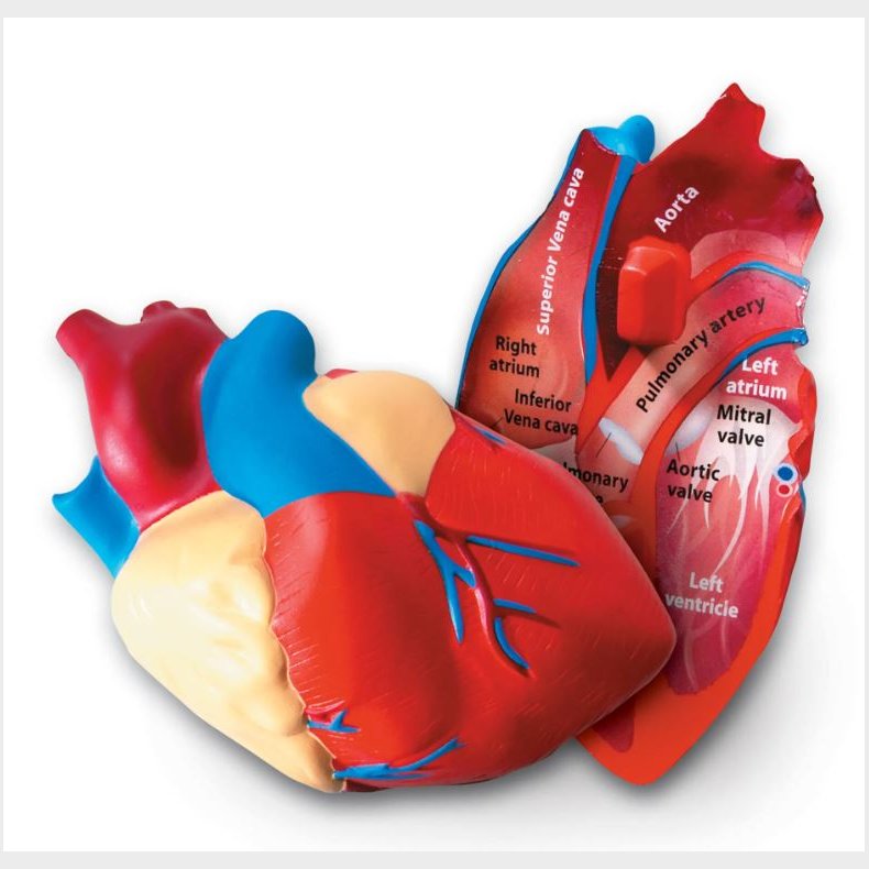 Learning Resources | Anatomi tvrsnit - Hjerte
