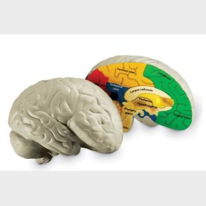Learning Resources | Anatomi tvrsnit - Hjerne