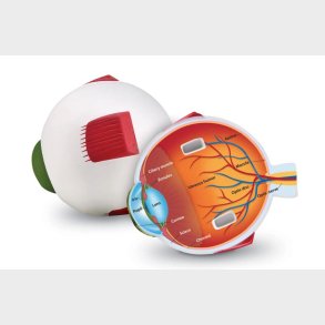 Learning Resources | Anatomi tvrsnit - je