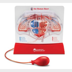 Learning Resources | Anatomimodel - Det pumpende hjerte