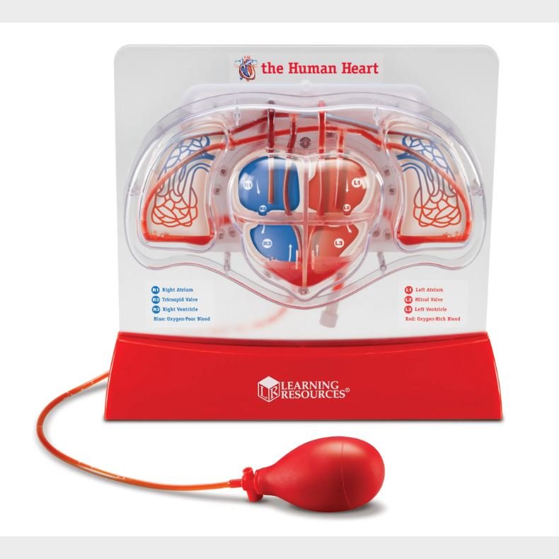 Learning Resources | Anatomimodel - Det pumpende hjerte