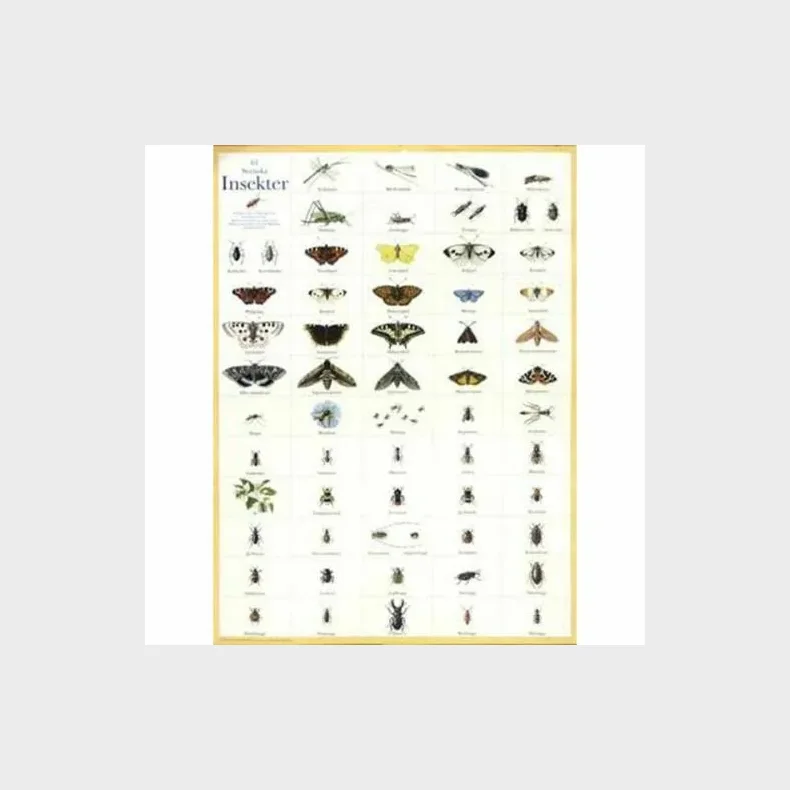 Svenska insekter - plakat