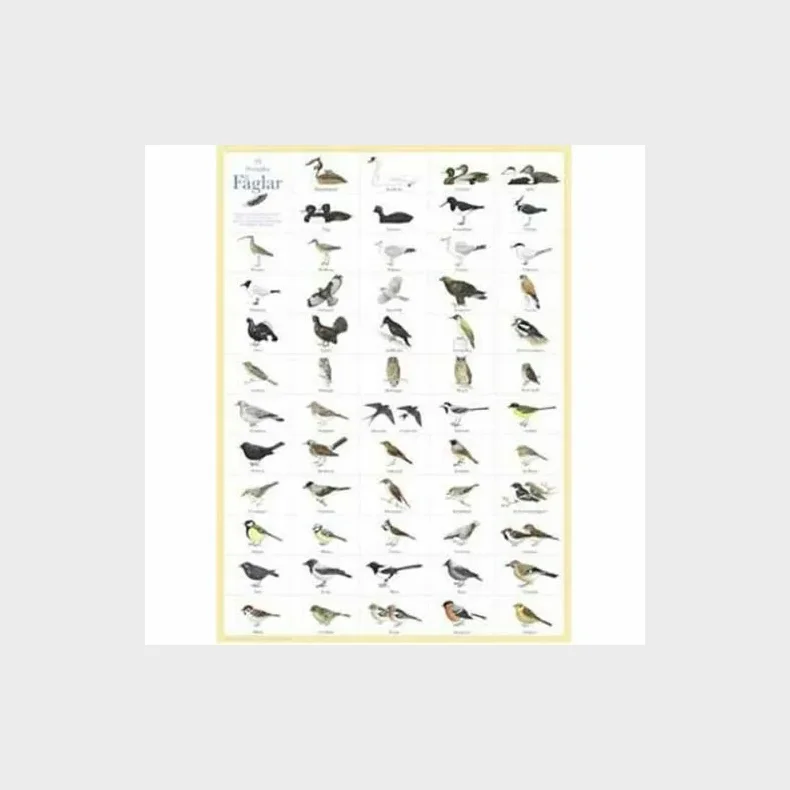 Svenska fglar - plakat