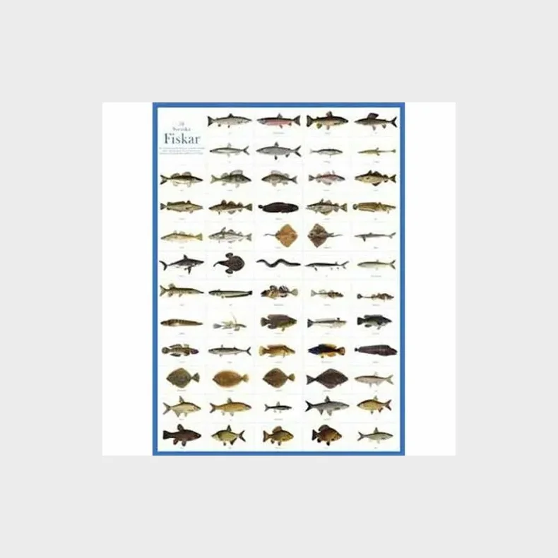 Svenska fiskar - plakat