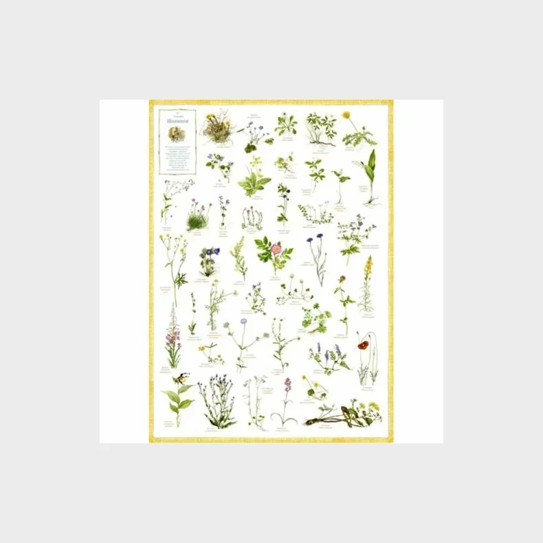 Svenska blommor (Flora Fagerberg) - plakat