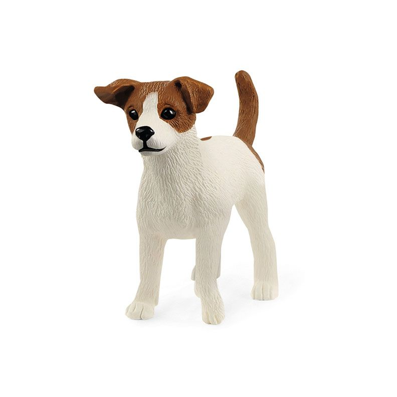 Jack Russell-Terrier