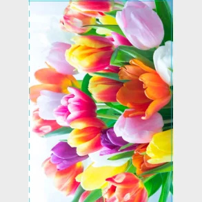 Kort 4/4 m/konvolutter tulipaner/blomster rstiden