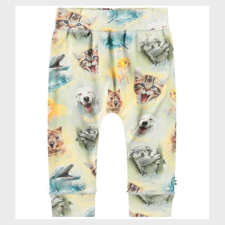 Molo Sweatpants - Sammy - Smiling Cubs