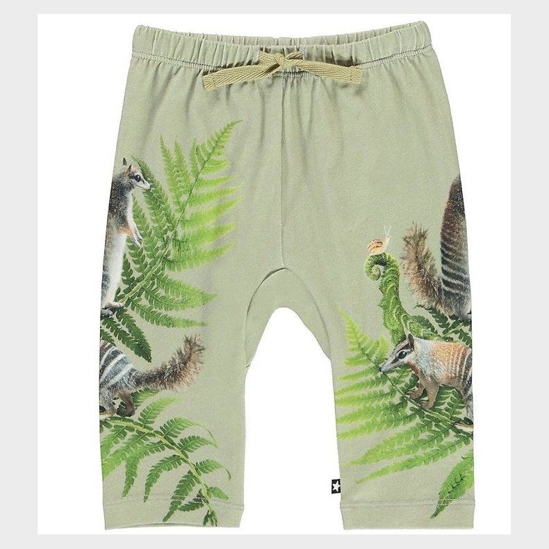 Molo Bukser - Sabb - Fern Climbers