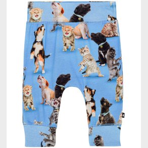 Molo Bukser - Sammy - Joy of Music