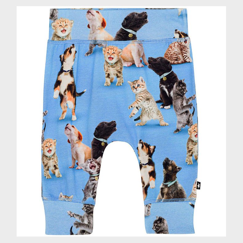 Molo Bukser - Sammy - Joy of Music