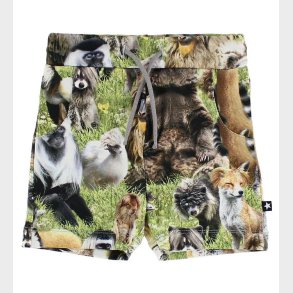 Molo Shorts - Simroy - Hairy Animals