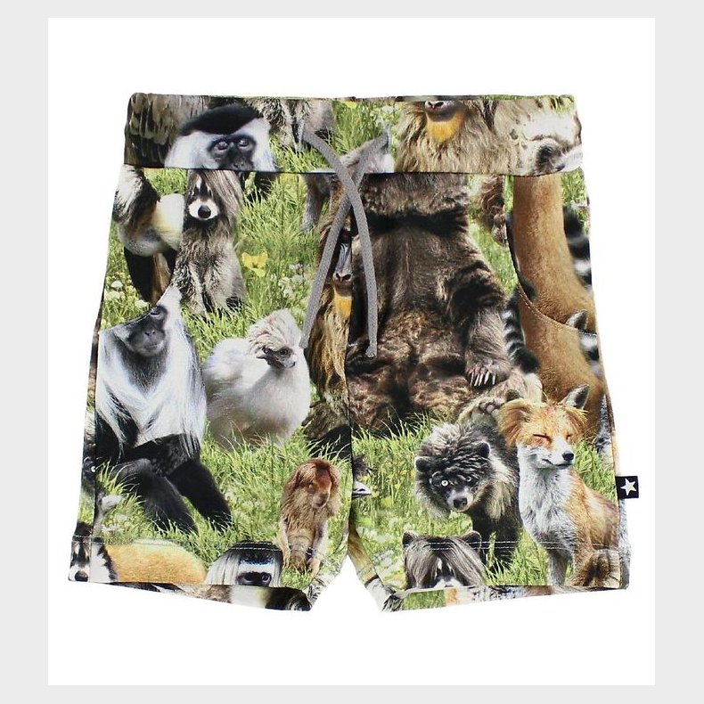 Molo Shorts - Simroy - Hairy Animals