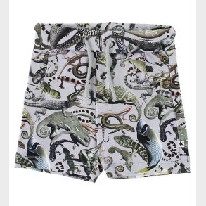 Molo Shorts - Simroy - Entangled