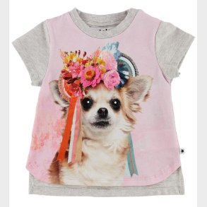 Molo T-shirt - Erin - Chihuahua