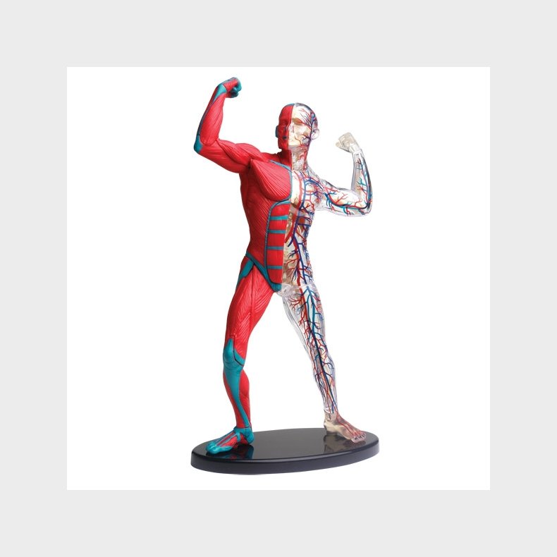 Anatomimodel - Muskler og skelet