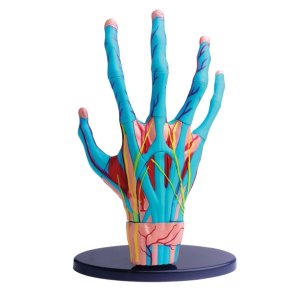 Edu-Toys | Anatomimodel - H�nd med muskler og sener