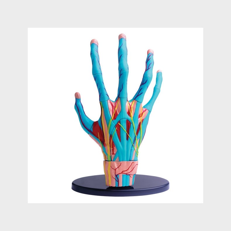 Edu-Toys | Anatomimodel - H�nd med muskler og sener