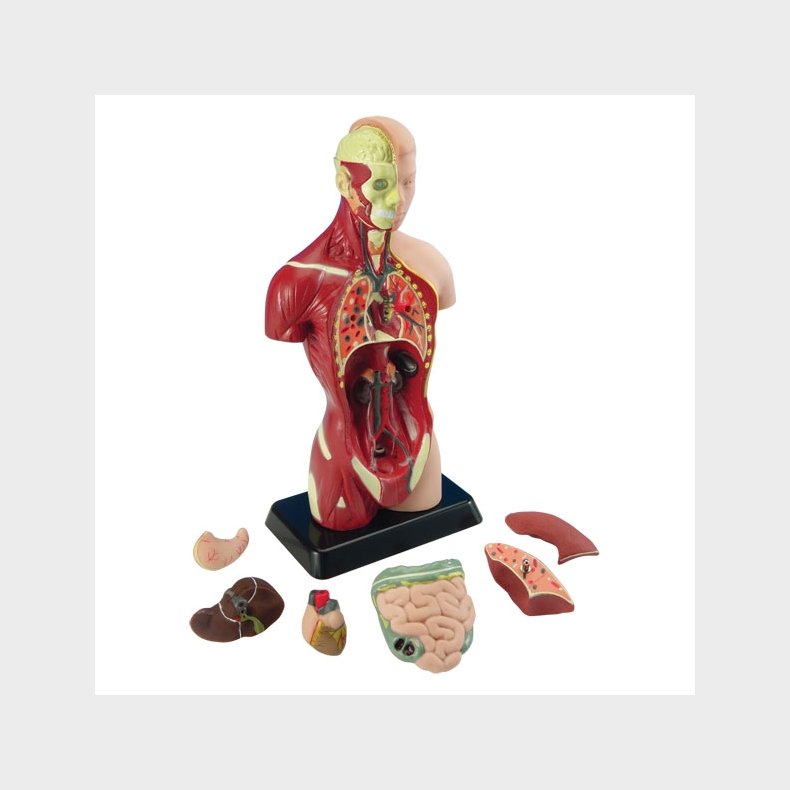 Edu-Toys | Anatomimodel - Torso, 27cm