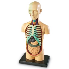 Learning Resources | Anatomimodel - Torso