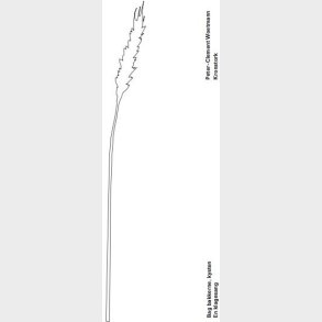 Bag Bakkerne, Kysten - Peter-clement Woetmann - Bog