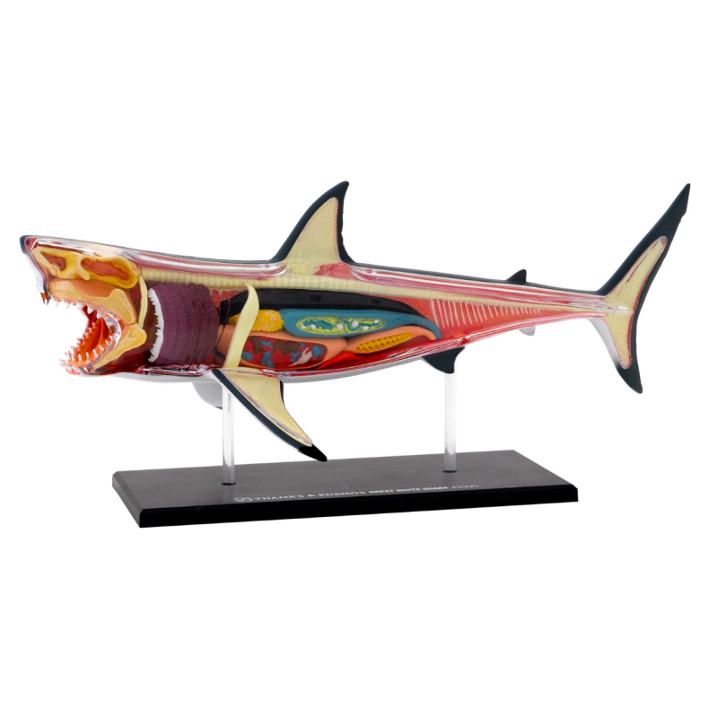 Kosmos | Anatomimodel m. 20 dele - Hvid haj