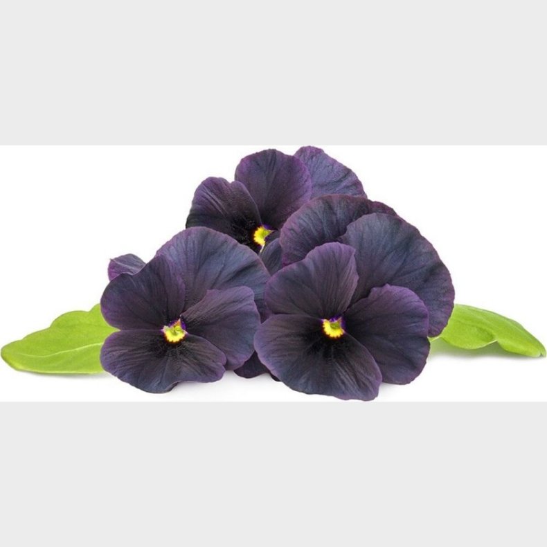 Click And Grow - Smart Garden Refill 3-pack Black Pansy