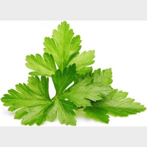 Click And Grow - Smart Garden Refill 3-pack - Cilantro/coriander (sgr45x3)