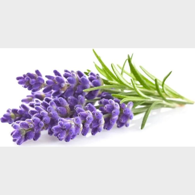 Click And Grow - Smart Garden Refill 3-pack - Lavender (sgr30x3)