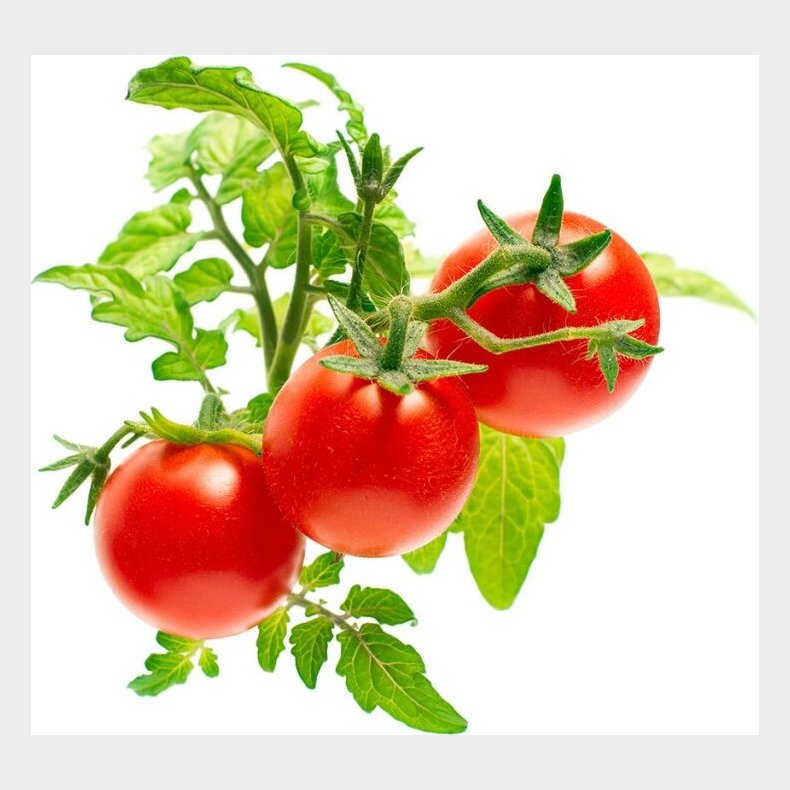 Click And Grow - Smart Garden Refill 3-pack - Mini Tomato (sgr5x3)
