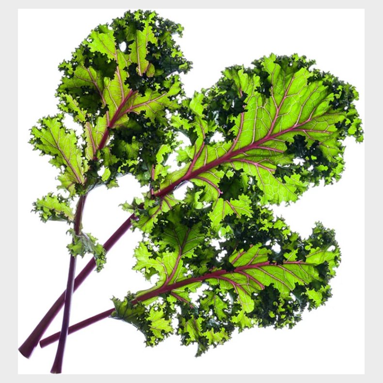 Click And Grow -  Smart Garden Refill 3-pack - Red Kale (sgr47x3)