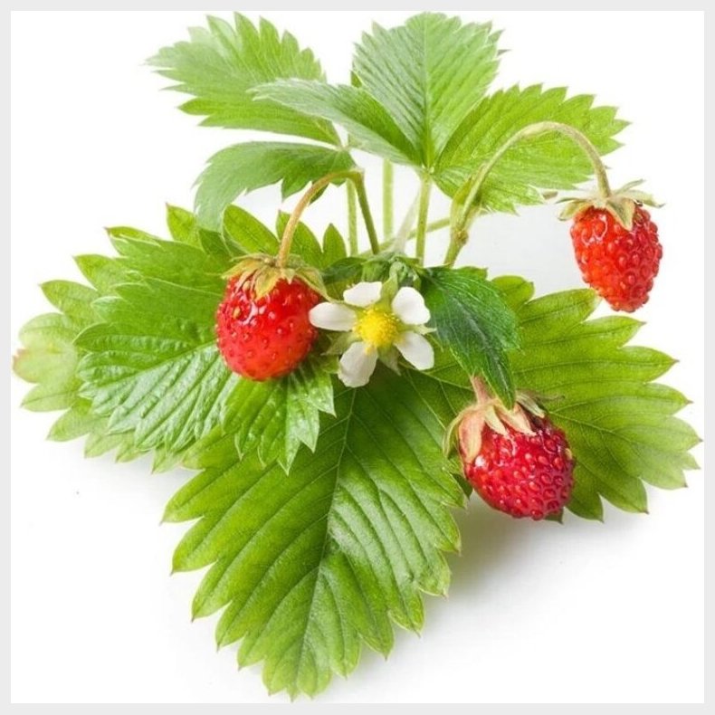 Click And Grow - Smart Garden Refill 3-pack - Wild Strawberry (sgr24x3)
