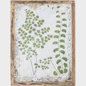 Creative Collection - Tipper Illustration Med Ramme - Natur - Fyrretr