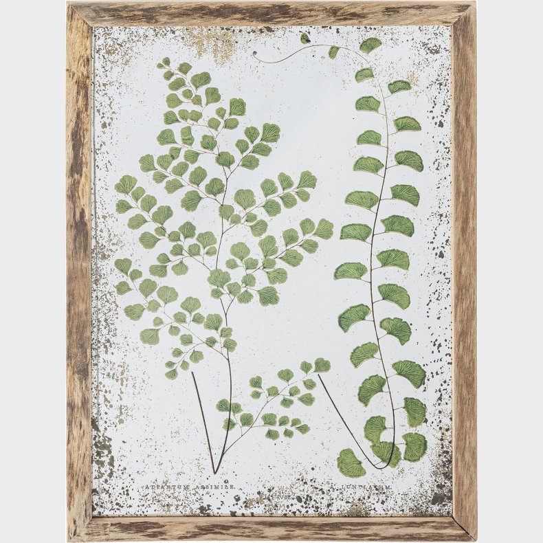 Creative Collection - Tipper Illustration Med Ramme - Natur - Fyrretr