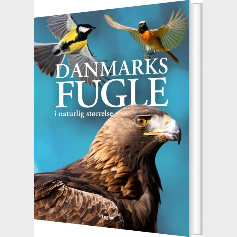 Danmarks Fugle I Naturlig St�rrelse - Nancy J. Hajeski - Bog