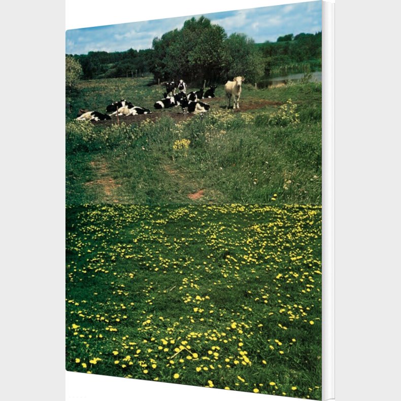 Den Europ�iske Palet - Lilian Munk R�sing - Bog