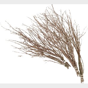 Fastelavnsris Uden Pynt - 50-60 Cm - 20 Stk