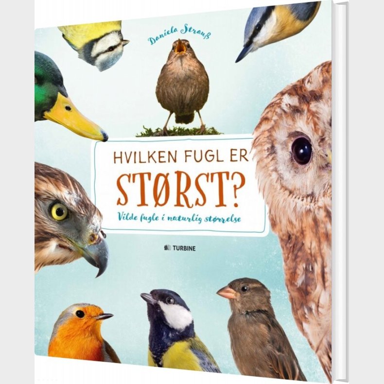 Hvilken Fugl Er St�rst? - Daniella Strauss - Bog