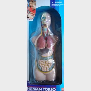 Edu-Toys | Torso - gennemsk�ret menneskekrop 50 cm
