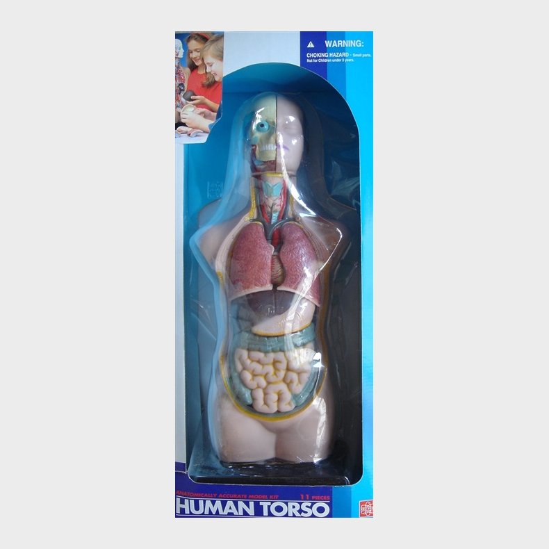Edu-Toys | Torso - gennemsk�ret menneskekrop 50 cm
