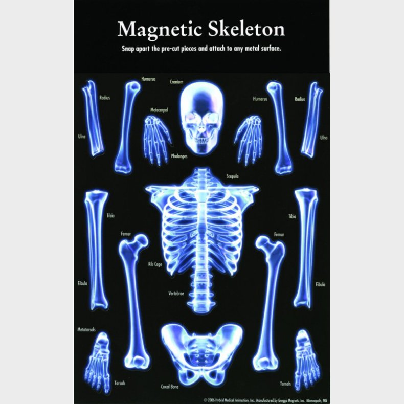 Customworks | Magnetisk skelet