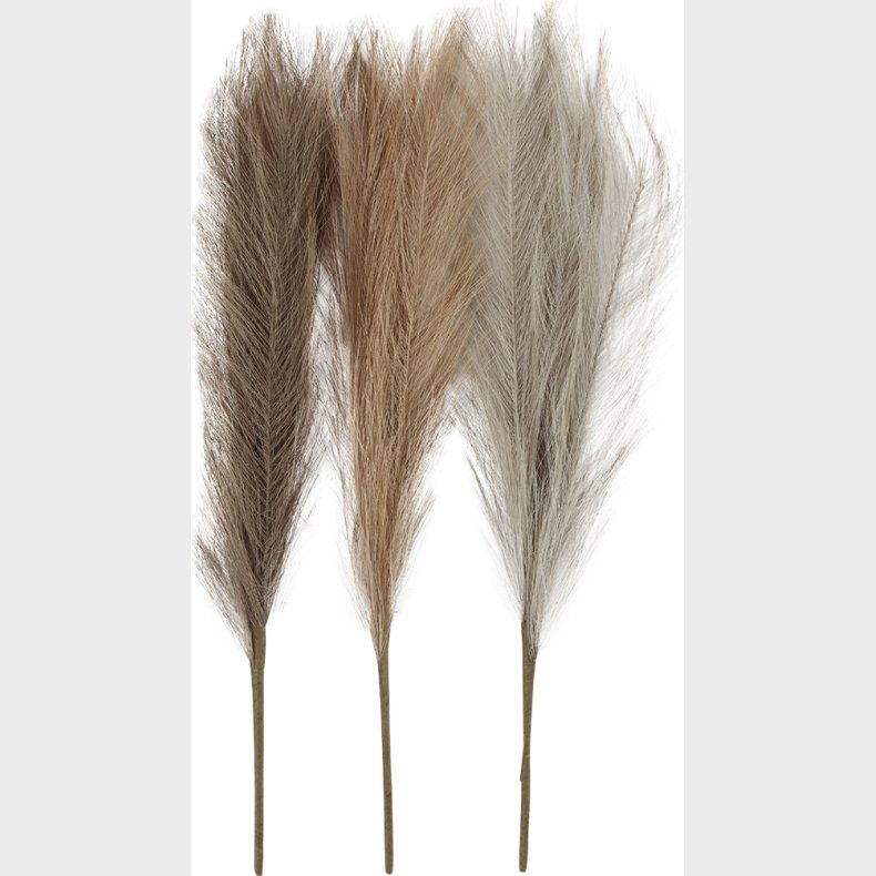 Pampasgrs - L 50 Cm - Lys Pudder - Lys Brun - Lys Gr - 3 Stk./ 1 Bundt