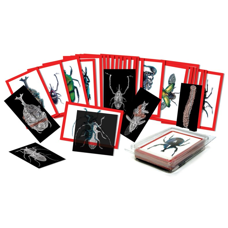 Roylco | Rntgenbilleder - Insekter, 36 stk